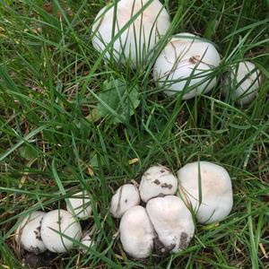 Unknown Species