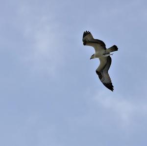 Osprey