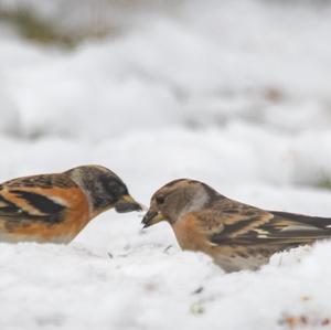 Brambling