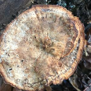 Kastanienbrauner Schwarzfussporling