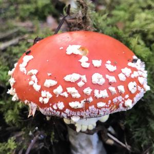 Fly Agaric