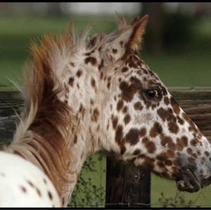 Pony of the Americas
