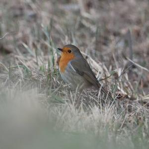 European Robin