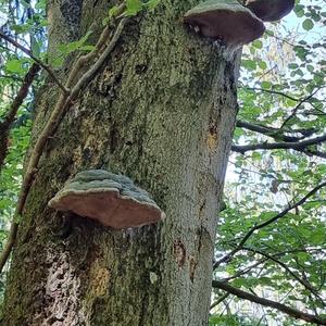 Zunderschwamm