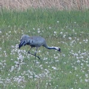 Common Crane