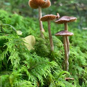 Unknown Species
