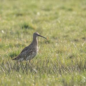 Eurasian Curlew
