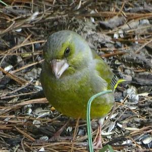 European Greenfinch