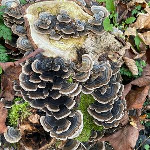 Turkey-tail