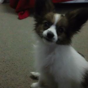 Papillon