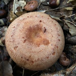 Oak Milk Cap