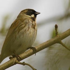 Reed Bunting
