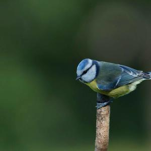 Blue Tit