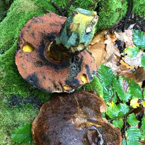 Dotted-stem Bolete