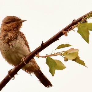 Eurasian Wryneck