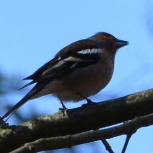 Eurasian Chaffinch