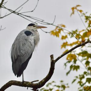 Grey Heron