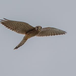 Turmfalke