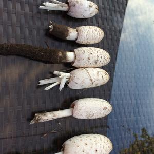Shaggy Mane