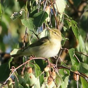 Willow Warbler