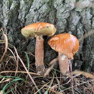 Summer Bolete