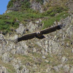 Griffon Vulture