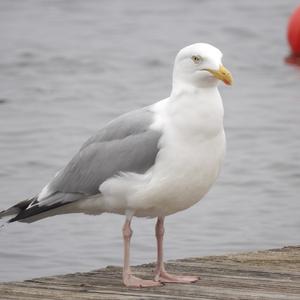 Silbermöwe