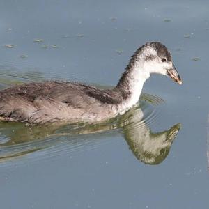 Bläßhuhn