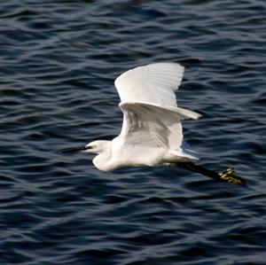 Little Egret