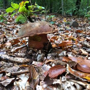 Dotted-stem Bolete