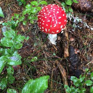 Fliegenpilz