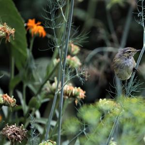 Willow Warbler