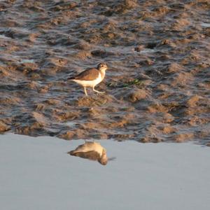 Common Sandpiper