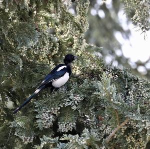 Black-billed Magpie