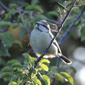 Blue Tit