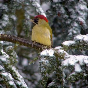 Eurasian Green Woodpecker