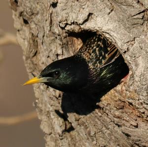 Common Starling