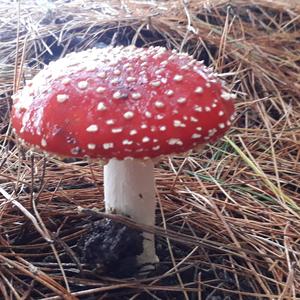 Fly Agaric