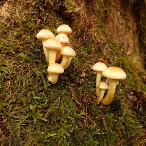 Unknown Species