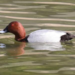 Common Pochard