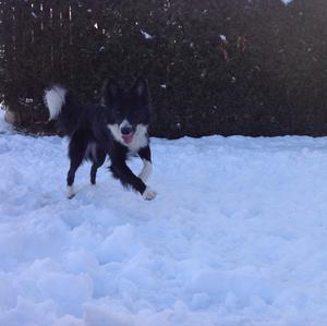 Border Collie