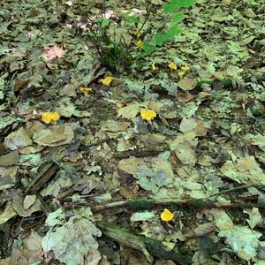 Chanterelle, Common