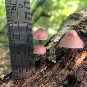 Grosser Bluthelmling