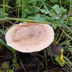 Unknown Species
