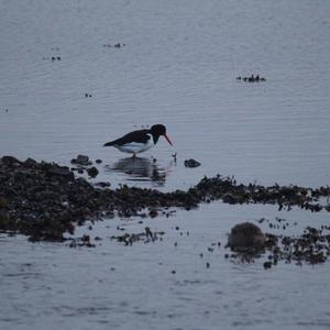 Eurasian Oystercatcher