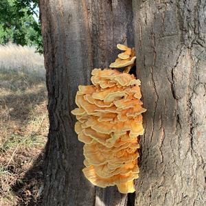 Chicken Mushroom