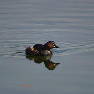 Little Grebe