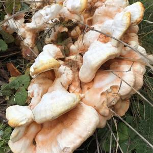 Unknown Species