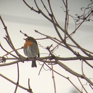 European Robin