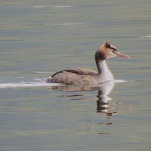 Great Crested Grebe